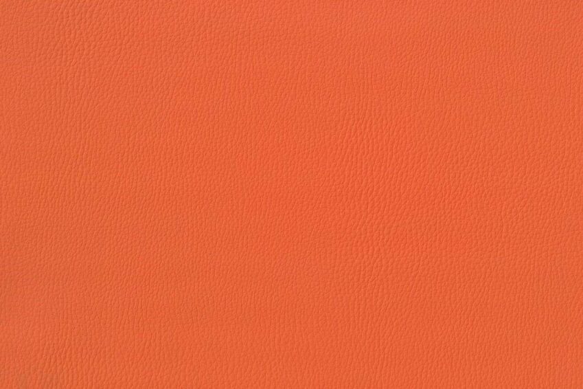 nasturtium nasturtium